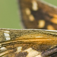 Hesperia comma